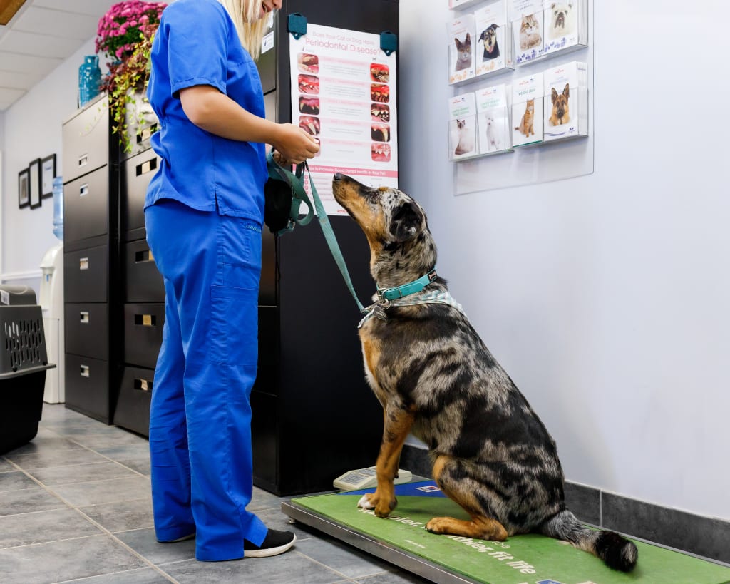 Hospital Tour Blue Mountain Veterinary Services