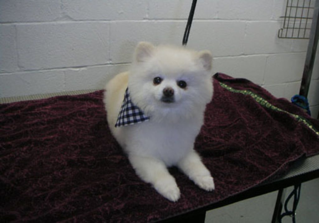 Cat & Dog Grooming in Baltimore Pet Bathing & Grooming