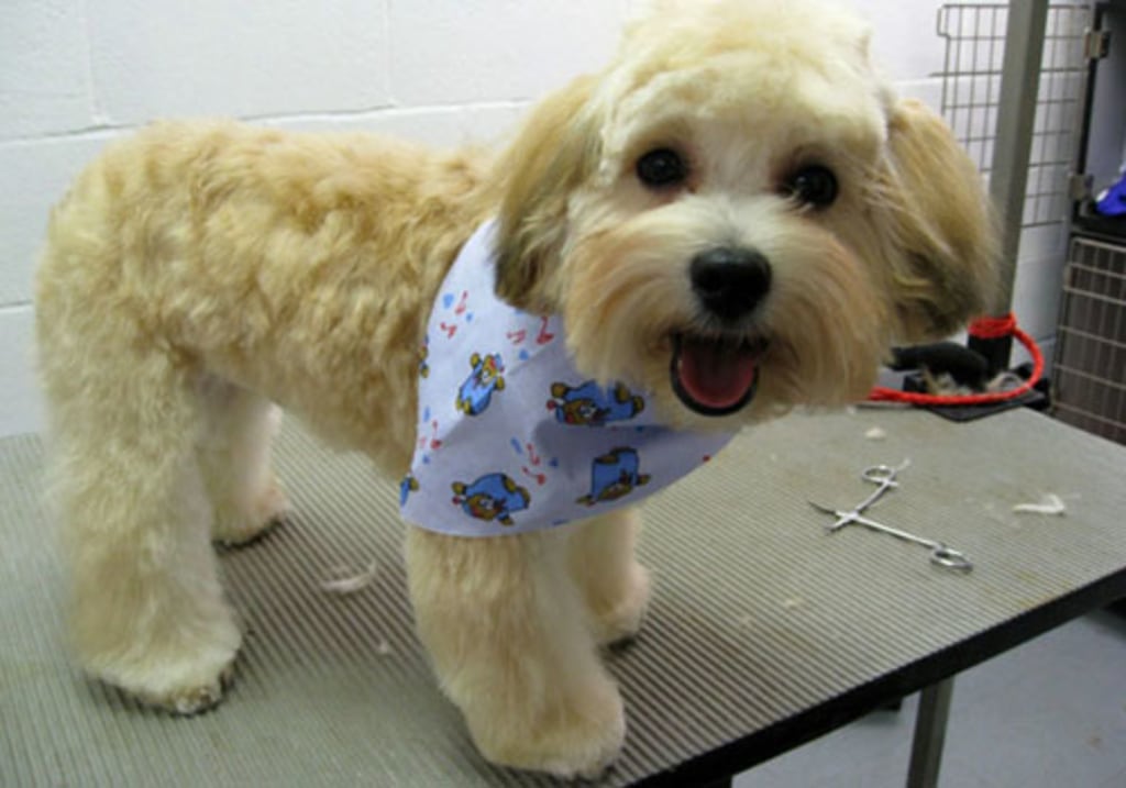 Cat & Dog Grooming in Baltimore Pet Bathing & Grooming