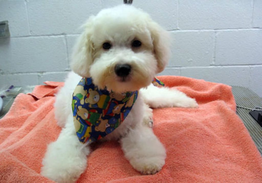 Cat & Dog Grooming in Baltimore Pet Bathing & Grooming