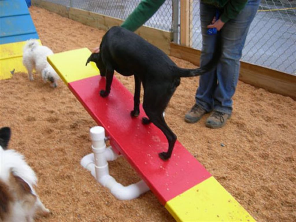 Dog, Cat & Exotic Pet Boarding in Baltimore Photo Gallery