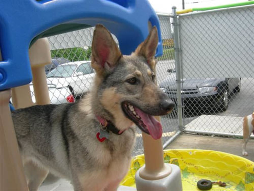 Dog, Cat & Exotic Pet Boarding in Baltimore Photo Gallery