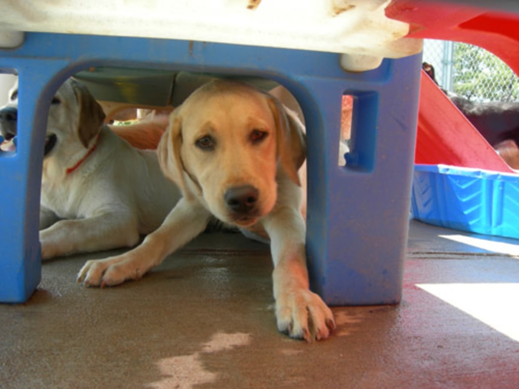 Dog, Cat & Exotic Pet Boarding in Baltimore Photo Gallery