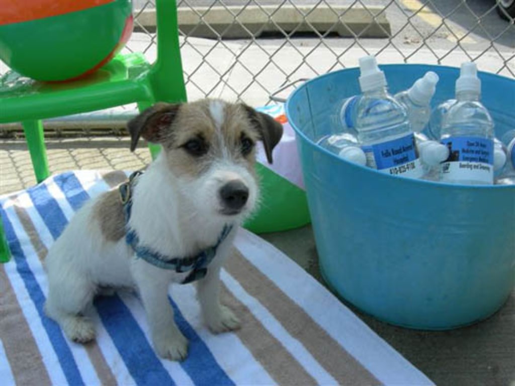 Dog, Cat & Exotic Pet Boarding in Baltimore Photo Gallery