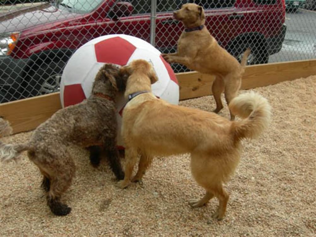 Dog, Cat & Exotic Pet Boarding in Baltimore Photo Gallery