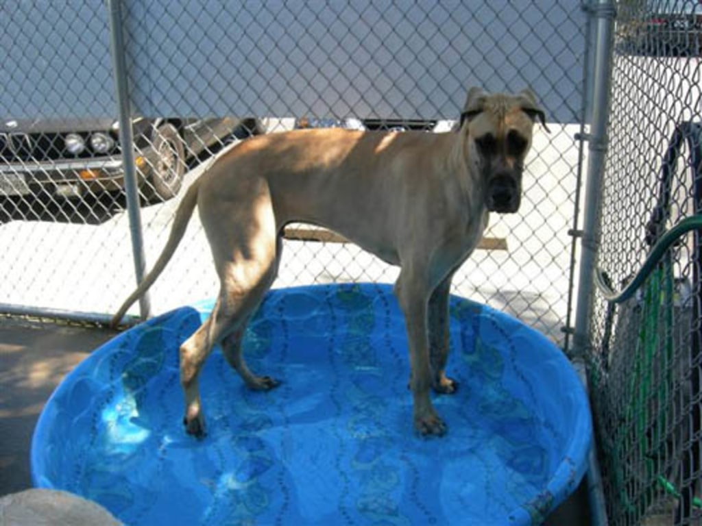 Dog, Cat & Exotic Pet Boarding in Baltimore Photo Gallery