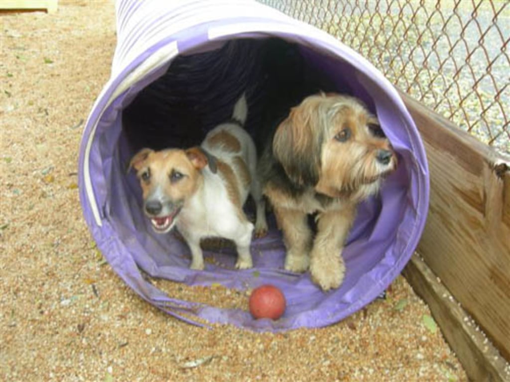 Dog, Cat & Exotic Pet Boarding in Baltimore Photo Gallery