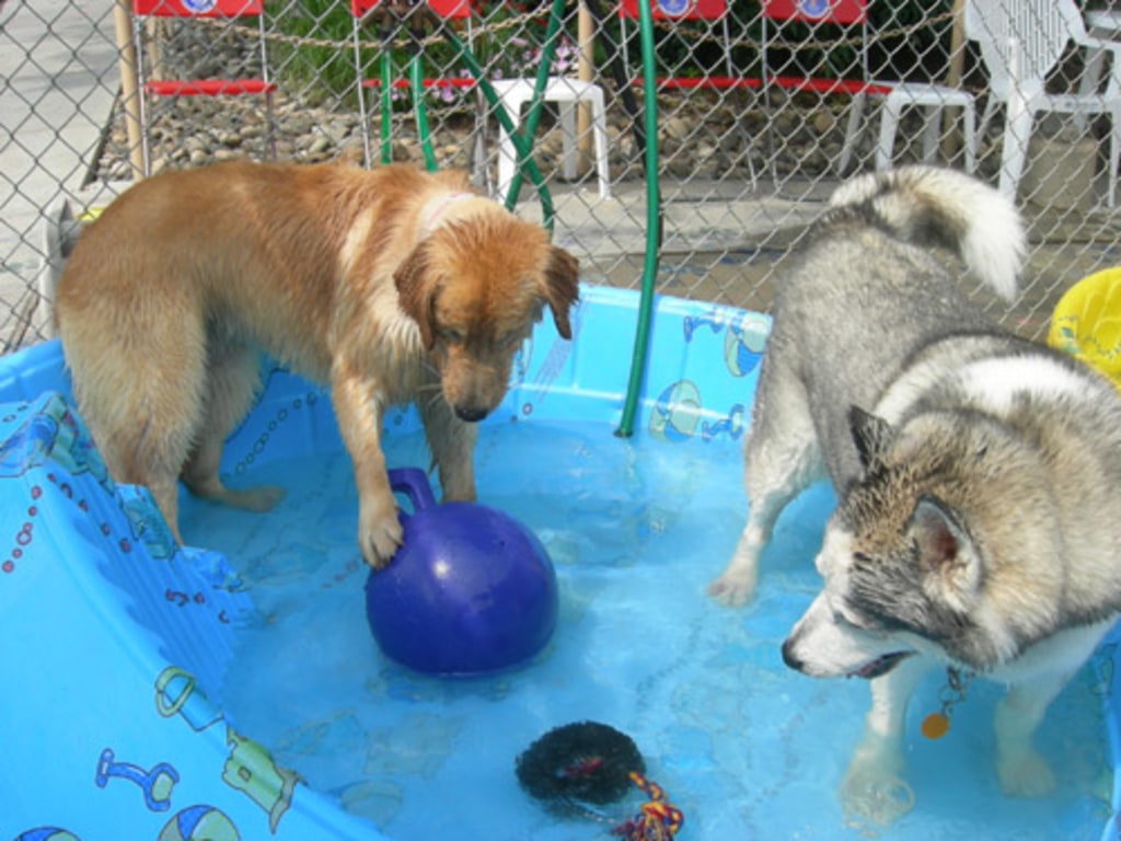 Dog, Cat & Exotic Pet Boarding in Baltimore Photo Gallery