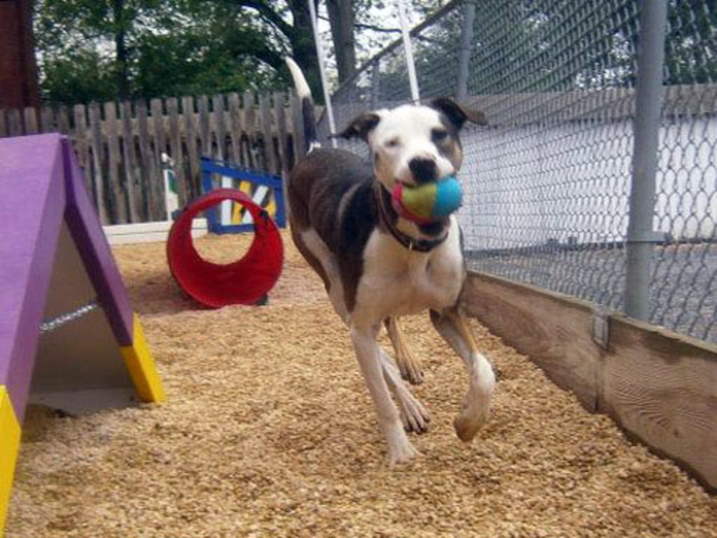 Dog, Cat & Exotic Pet Boarding in Baltimore Photo Gallery