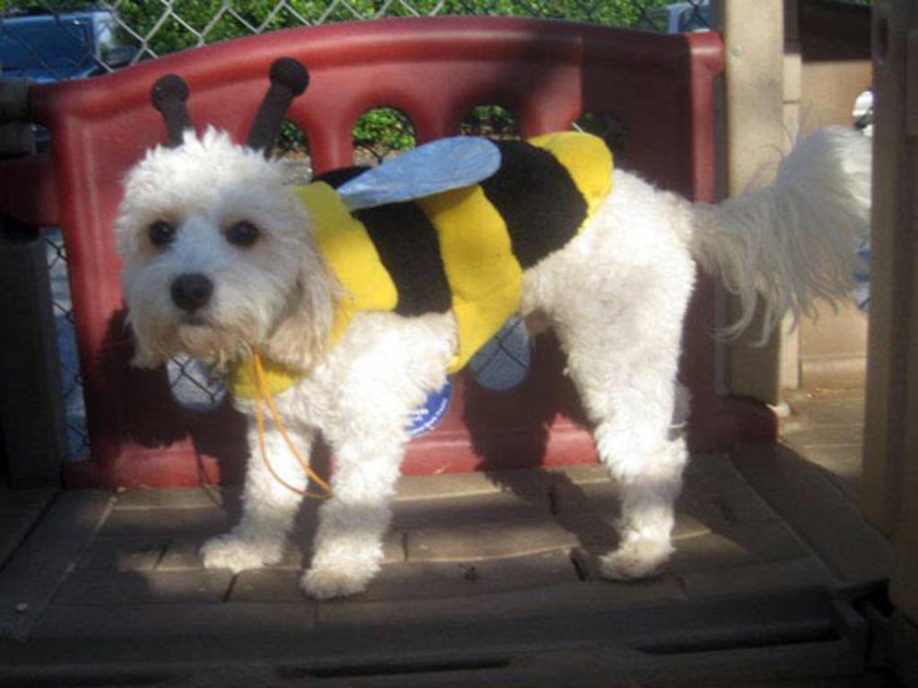 Dog, Cat & Exotic Pet Boarding in Baltimore Photo Gallery