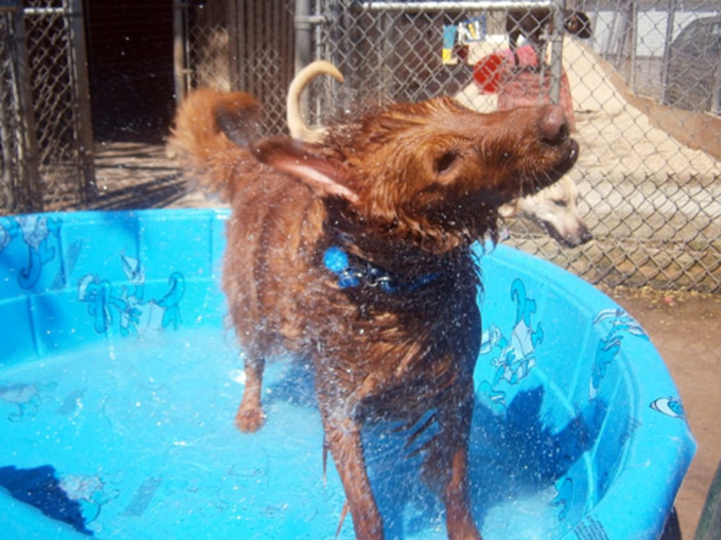 Dog, Cat & Exotic Pet Boarding in Baltimore Photo Gallery