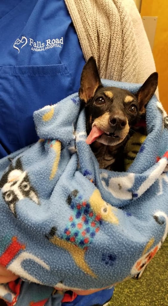 Patient Information Falls Road Animal Hospital