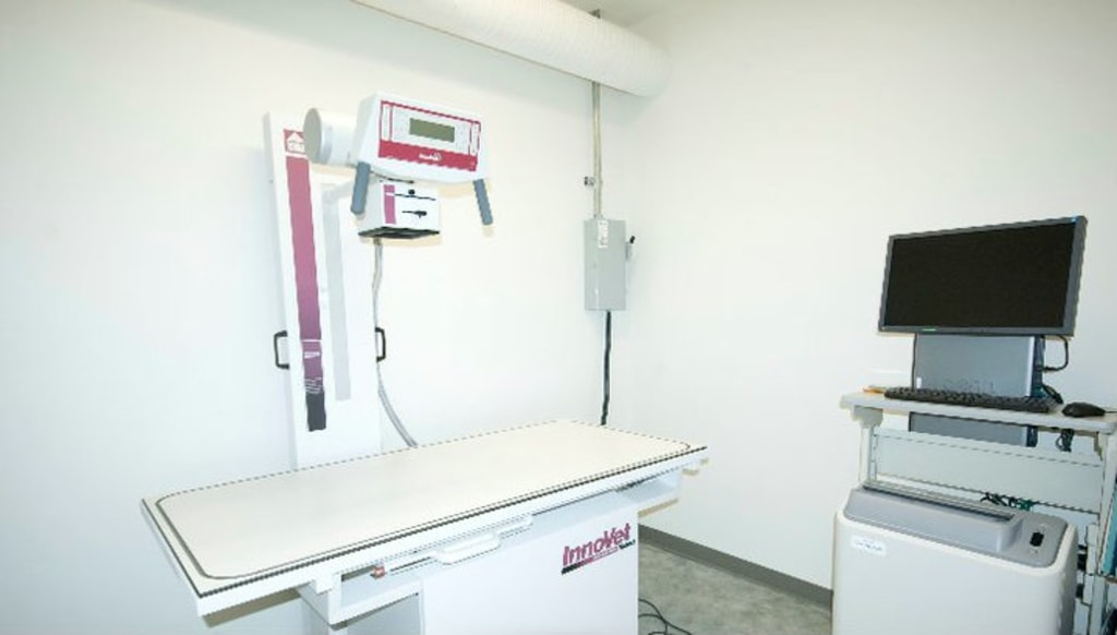 About Downtown Veterinary Clinic, Victoria GP Vet