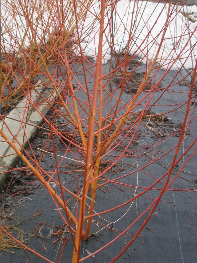 Salix alba 'Chermesina' Willow Variety Grown by Lakeshore Willows