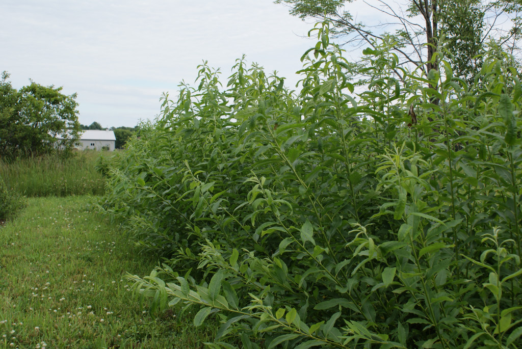 Salix dasyclados Willow Variety Grown by Lakeshore Willows Wainfleet, ON