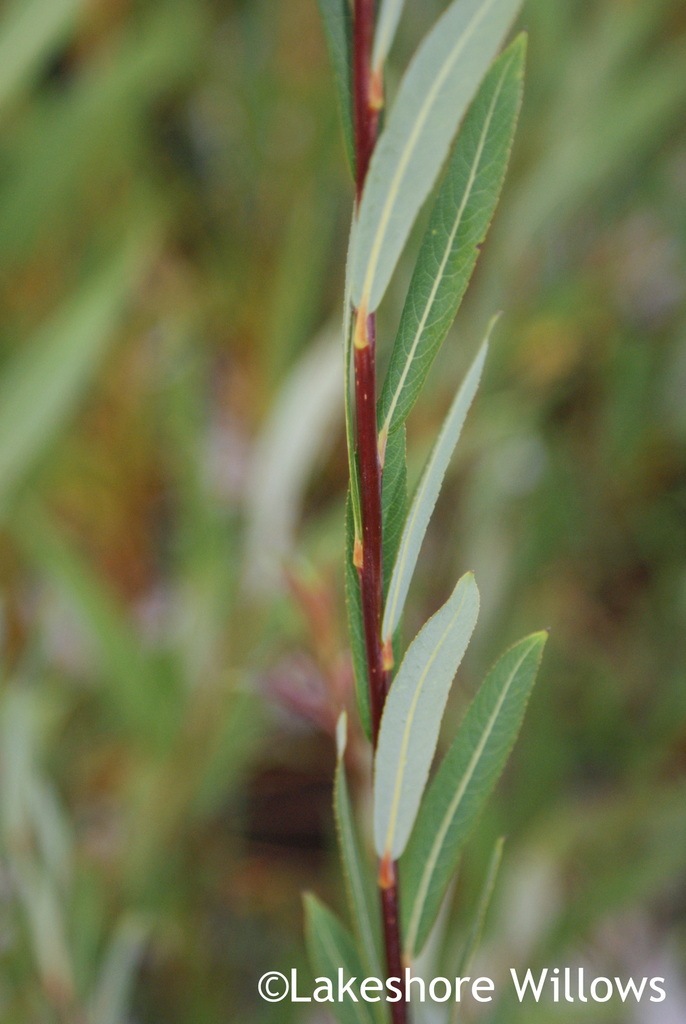 Salix purpurea 'Frances Red' Willow Variety Grown by Lakeshore Willows
