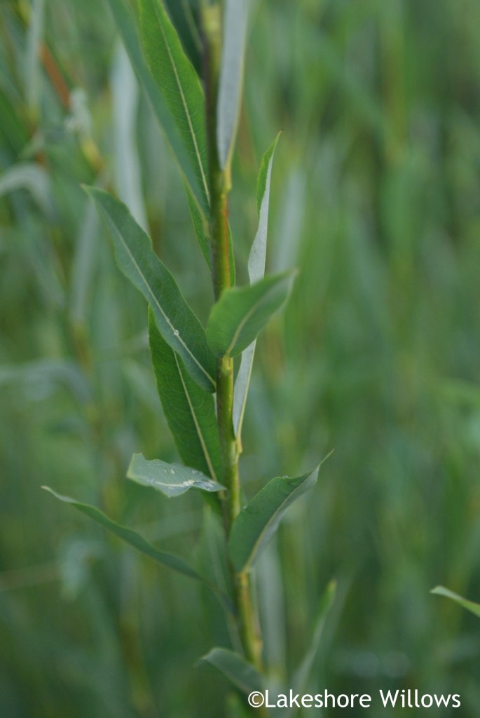 Salix purpurea 'Streamco' Willow Variety Grown by Lakeshore Willows