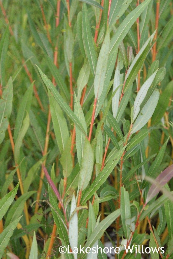 Salix x 'Flame' Willow Variety Grown by Lakeshore Willows Wainfleet, ON