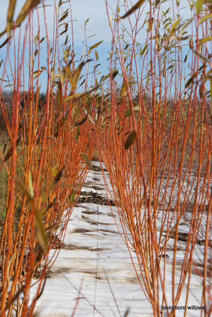 Salix x rubens 'Hutchinsons Yellow’ Willow Variety Grown by Lakeshore