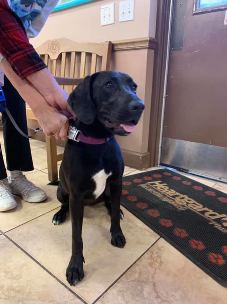 About Dunnellon Animal Hospital in Dunnellon, FL