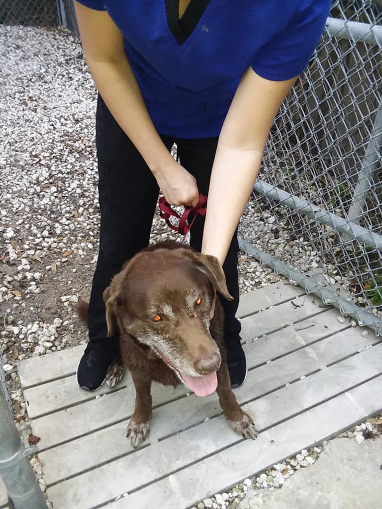 About Dunnellon Animal Hospital in Dunnellon, FL