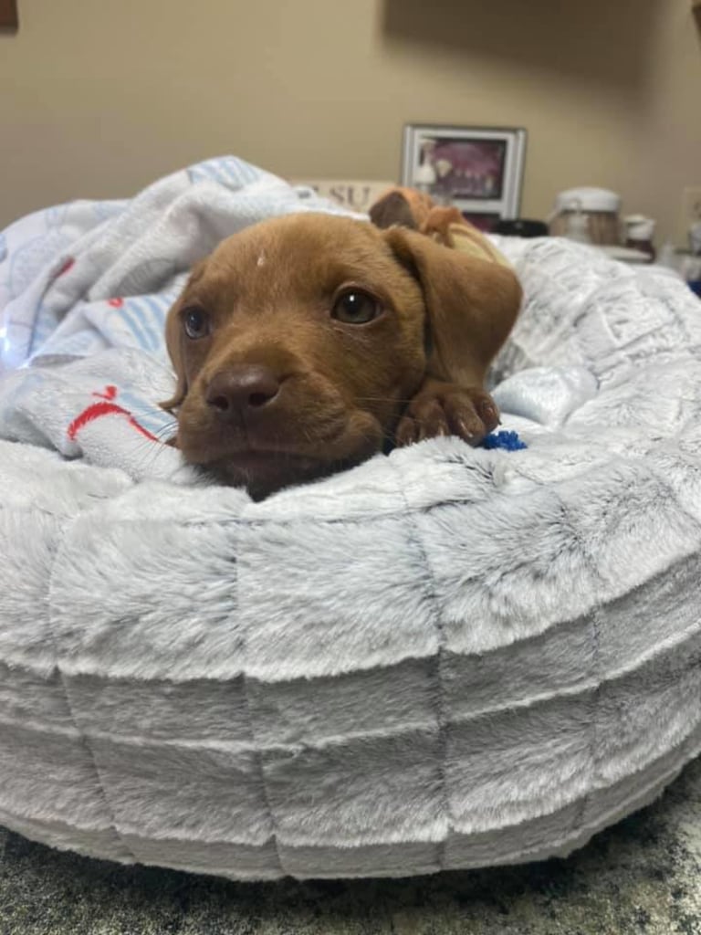 Patient Gallery St. Francis Veterinary Hospital