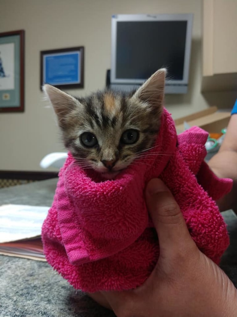 Patient Gallery St. Francis Veterinary Hospital, Veterinarians in