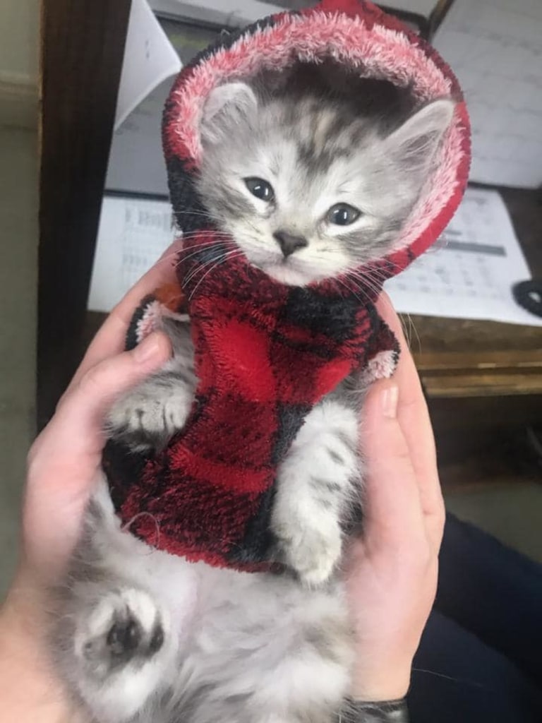 Patient Gallery St. Francis Veterinary Hospital, Veterinarians in