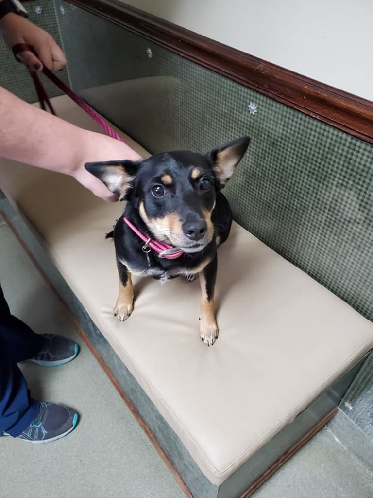 Patient Gallery St. Francis Veterinary Hospital