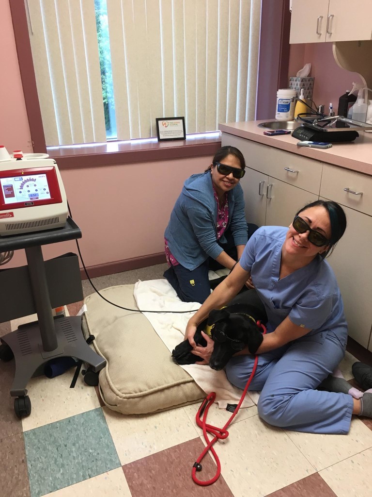 Patient Gallery Fine Animal Hospital Bedford Vet Clinic