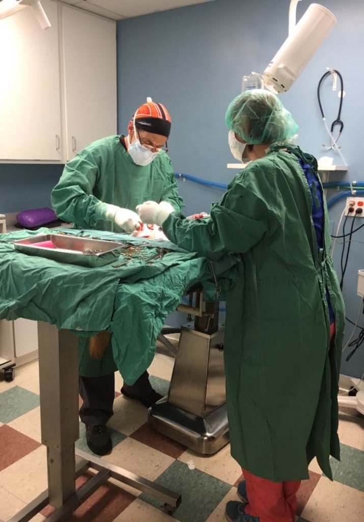 Patient Gallery Fine Animal Hospital Bedford Vet Clinic