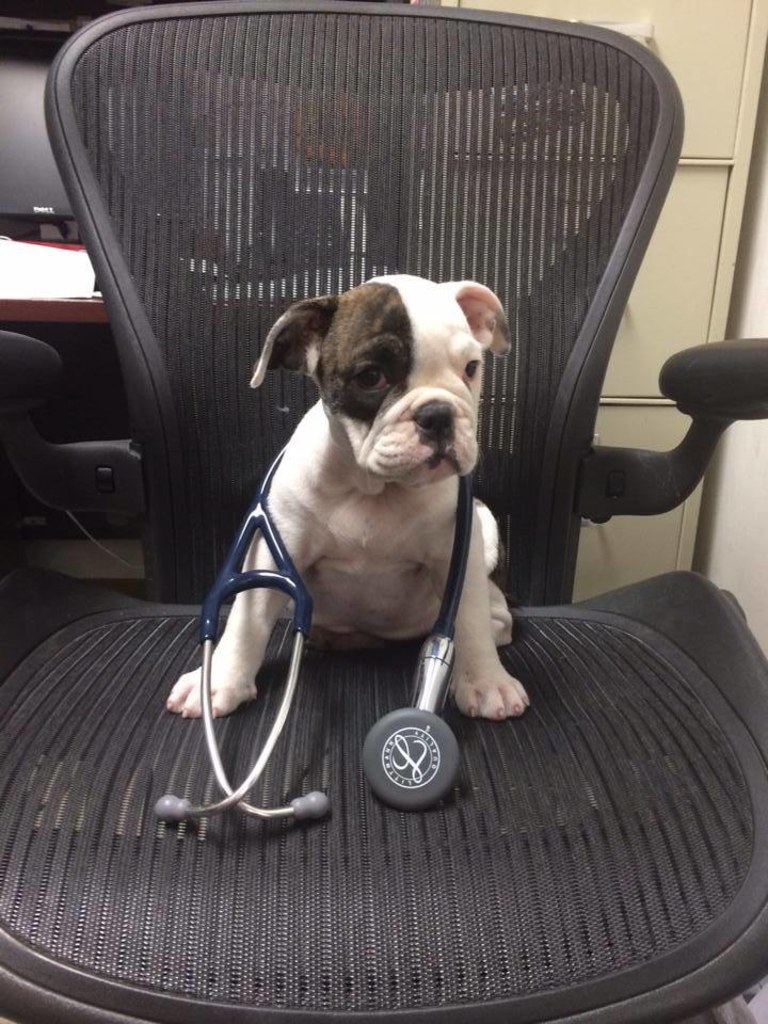 About Park Animal Hospital, Simi Valley Veterinarian