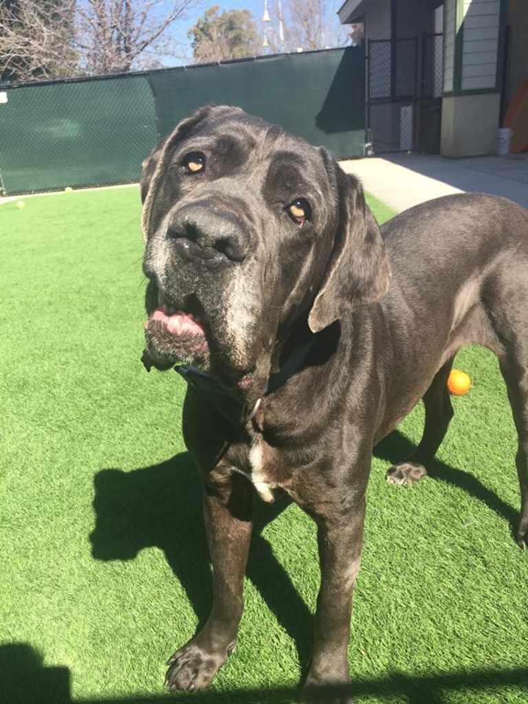 About Park Animal Hospital, Simi Valley Veterinarian