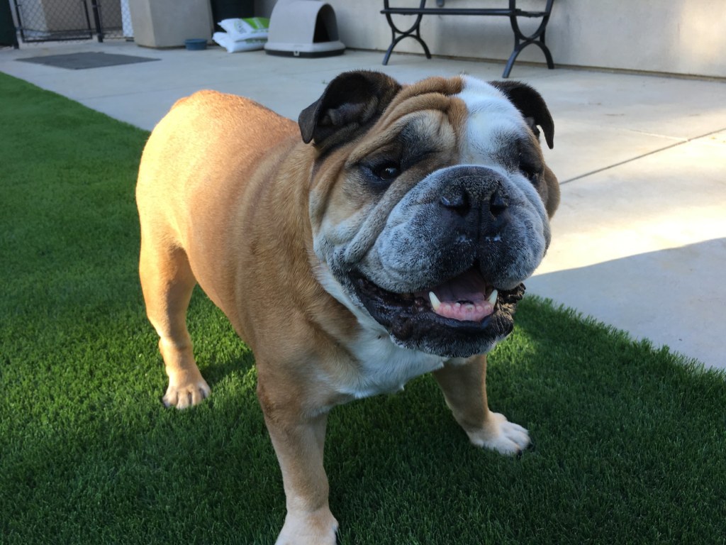 About Park Animal Hospital, Simi Valley Veterinarian