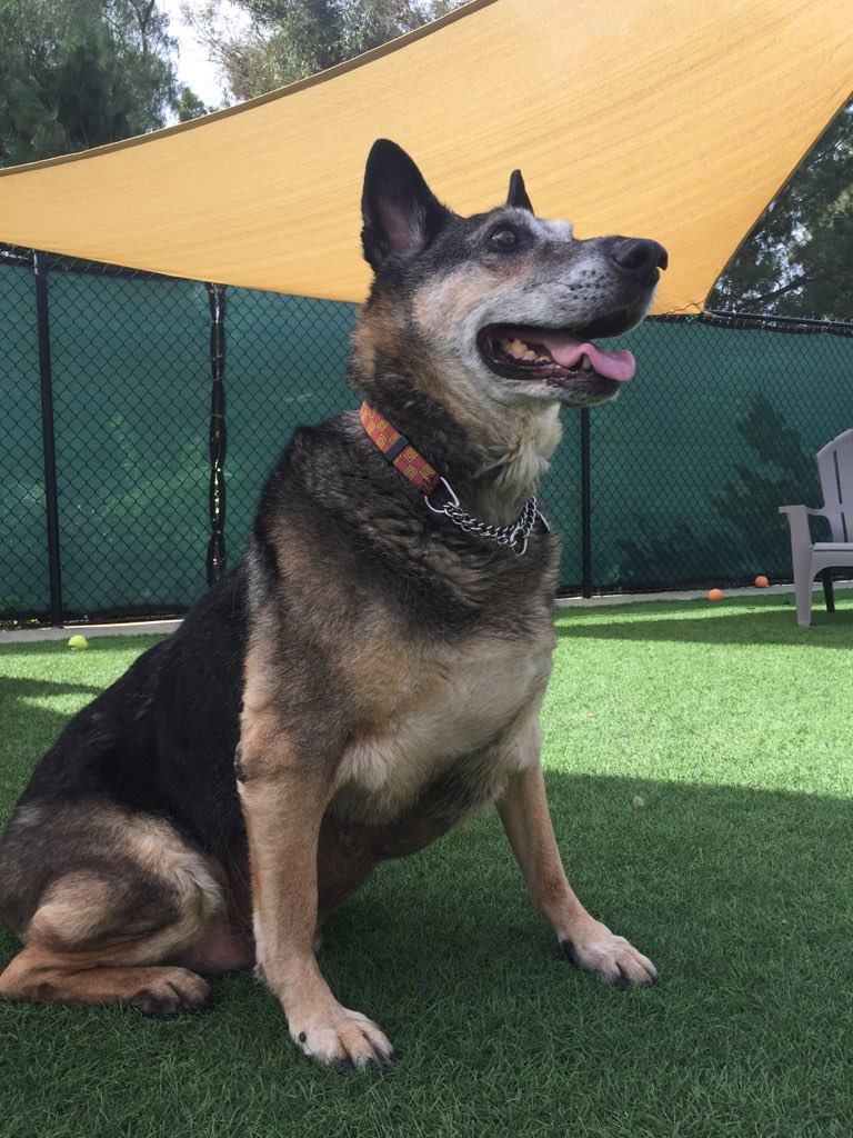 About Park Animal Hospital, Simi Valley Veterinarian