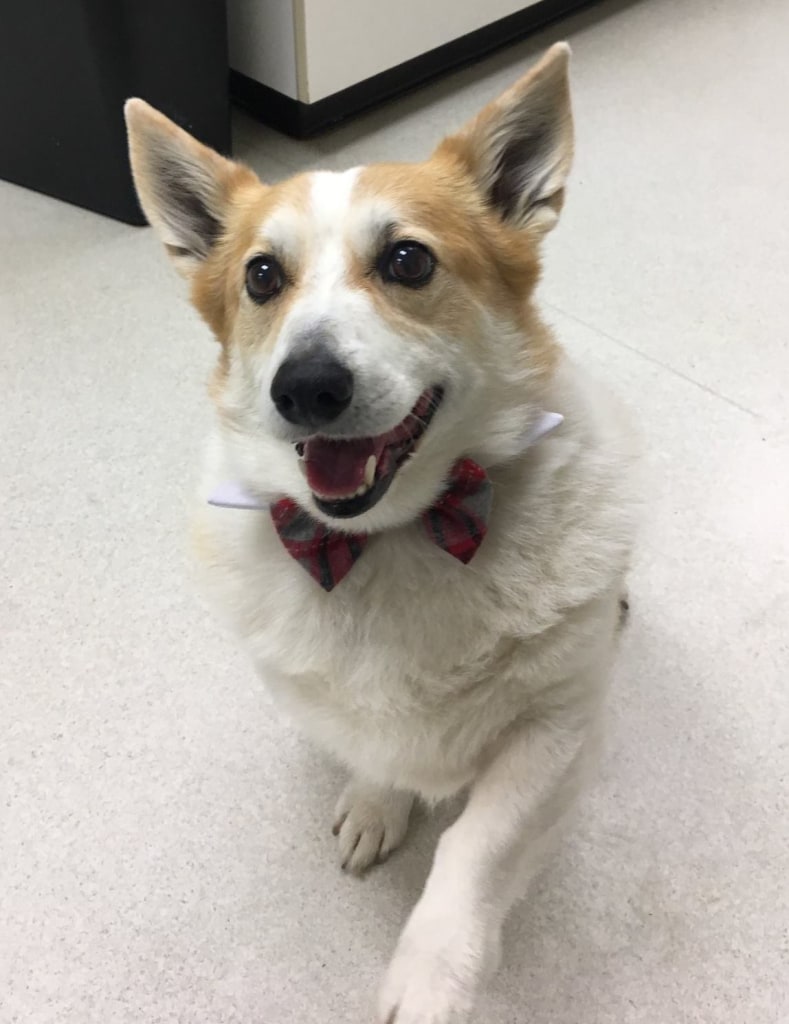 About Park Animal Hospital, Simi Valley Veterinarian