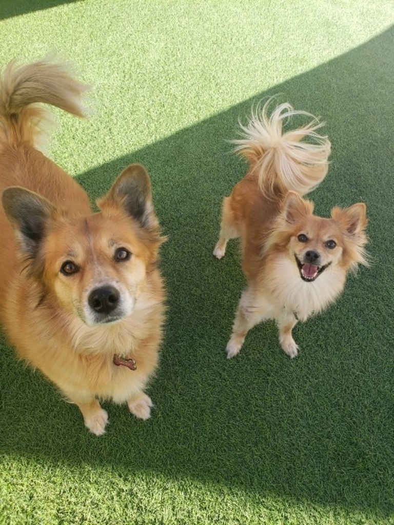 About Park Animal Hospital, Simi Valley Veterinarian