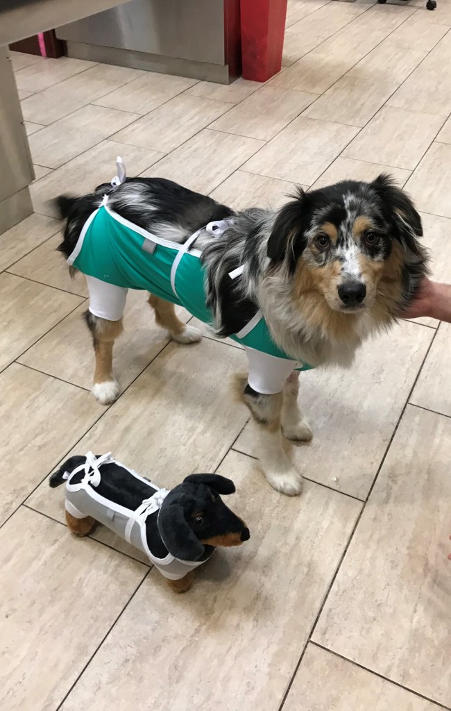 Hospital Gallery New England Veterinary Center & Cancer Care