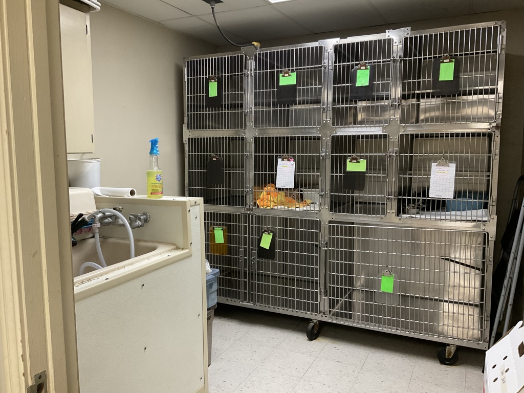 Photo Gallery All Creatures Veterinary Hospital New Iberia