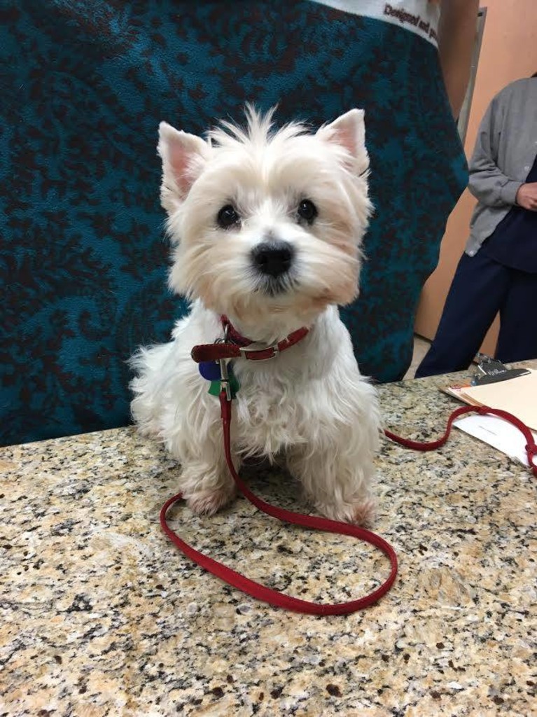 About Michigan Avenue Animal Hospital, Ypsilanti GP Veterinarian Open 6 Days a Week Book Online