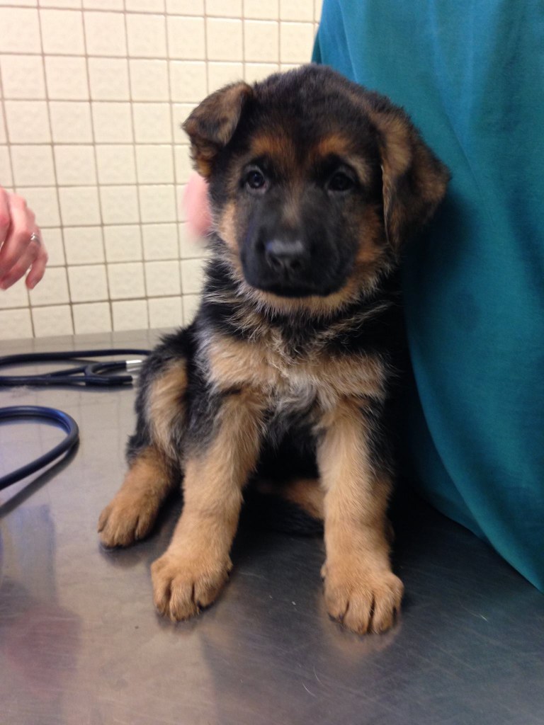 About Deer Park Animal Hospital, Deer Park Veterinarian Open 6 Days a