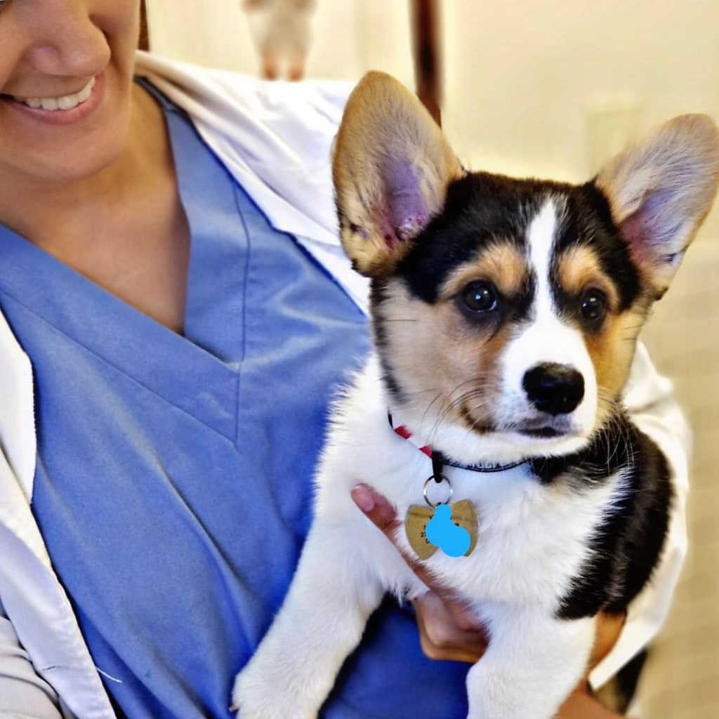 About Deer Park Animal Hospital, Deer Park Veterinarian Open 6 Days a