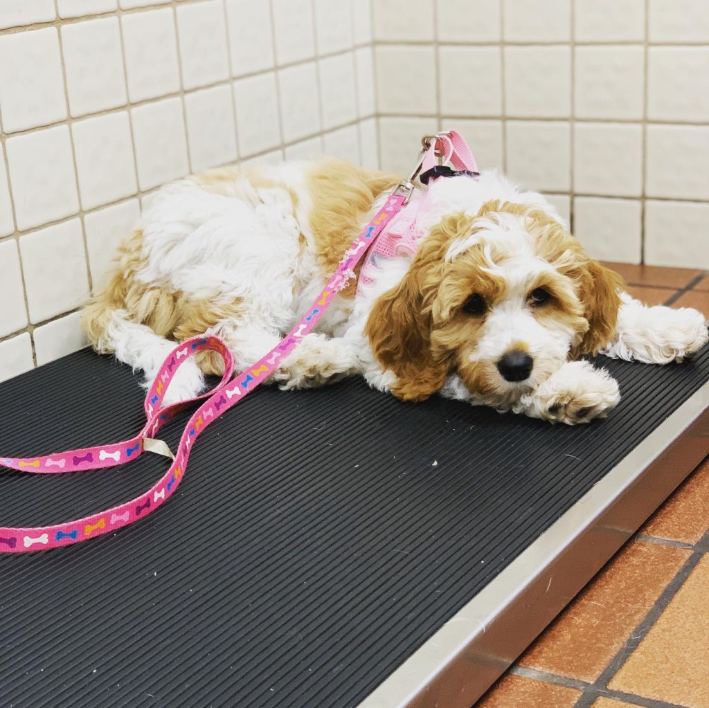 About Deer Park Animal Hospital, Deer Park Veterinarian Open 6 Days a