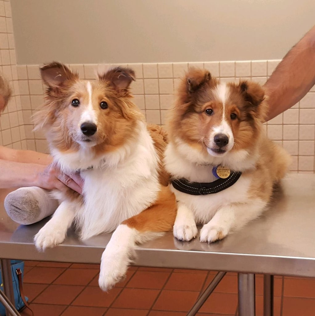 About Deer Park Animal Hospital, Deer Park Veterinarian Open 6 Days a