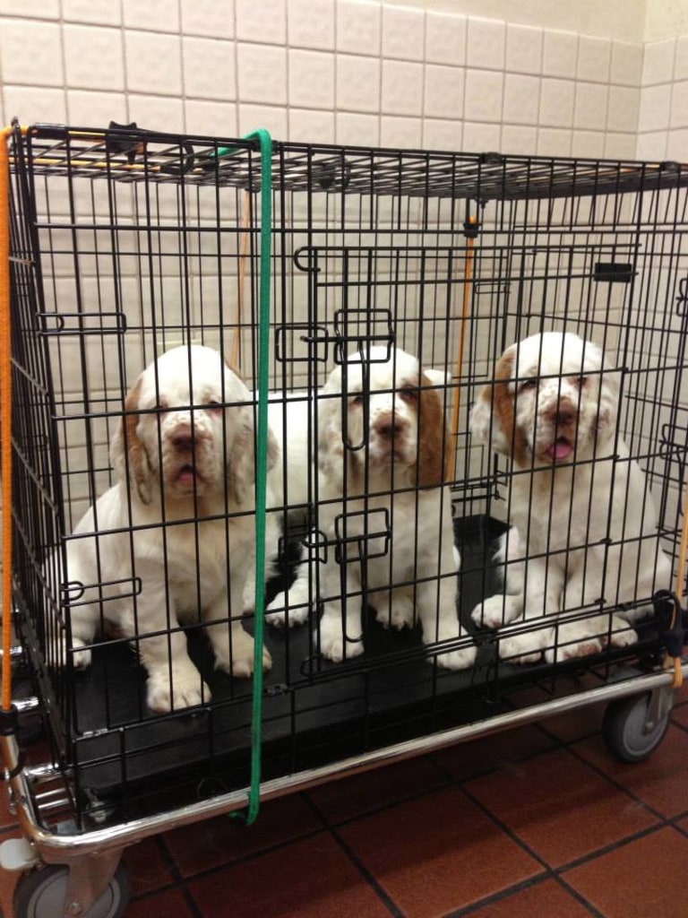 About Deer Park Animal Hospital, Deer Park Veterinarian Open 6 Days a