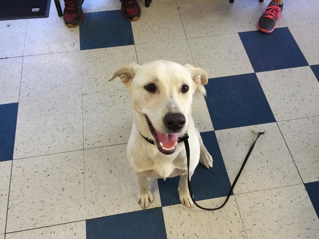 About Us Stine Veterinary Hospital Bakersfield Vets