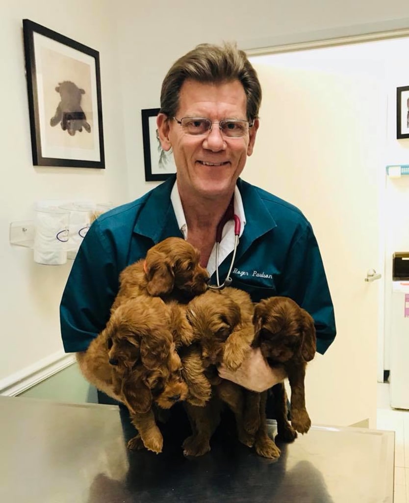 About Us Stine Veterinary Hospital Bakersfield Vets