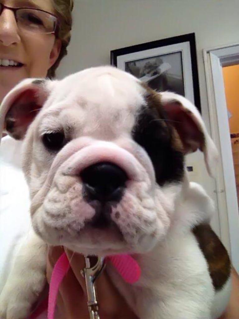 About Us Stine Veterinary Hospital Bakersfield Vets