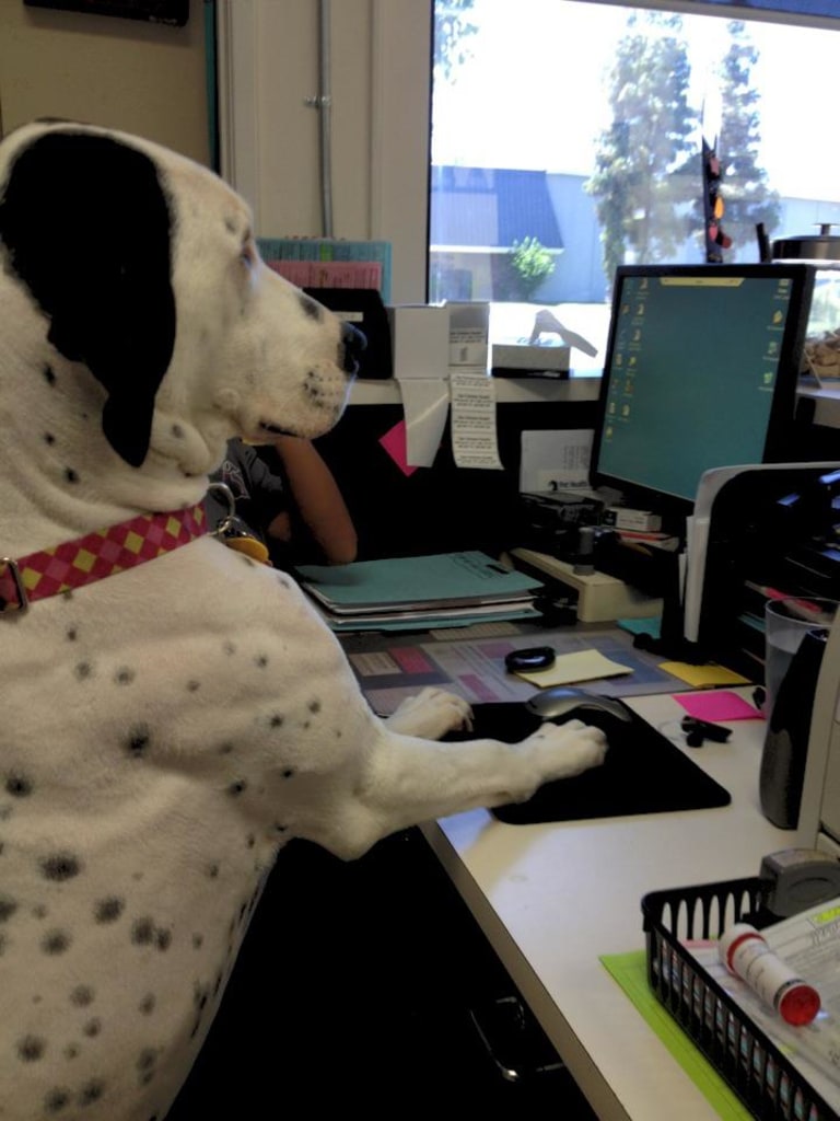 About Us Stine Veterinary Hospital Bakersfield Vets