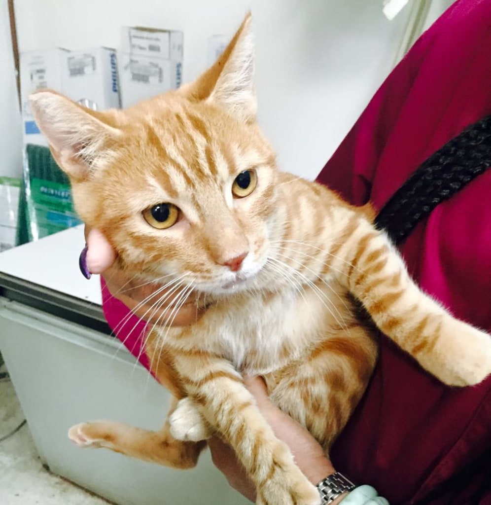 About Us Stine Veterinary Hospital Bakersfield Vets